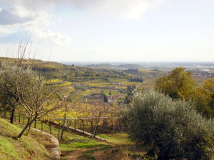 Die Weinberge im Valpolicella