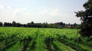 IMG_6940_bearbeitet